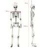 5.4 Feet Halloween Skeleton Life Size Realistic Full Body Hanging